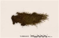 藏品(彎葉青苔)的圖片